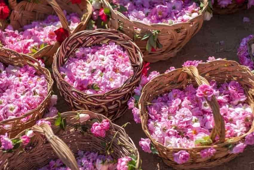 تصویر 4 از گلاب شیرین گل کاشان با عطر طبیعی و ملایم